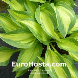 Hosta Moonstruck - Eurohosta