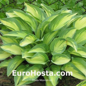 Hosta Moonstruck - Eurohosta