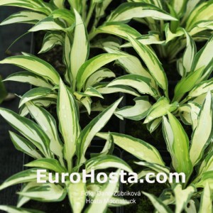 Hosta Moonstruck - Eurohosta