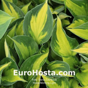 Hosta Morning Light - Eurohosta