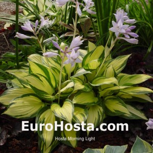 Hosta Morning Light - Eurohosta