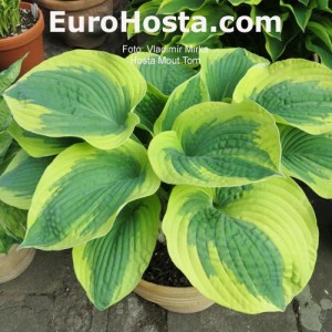 Hosta Mount Tom - Eurohosta