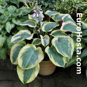 Hosta Mount Tom - Eurohosta