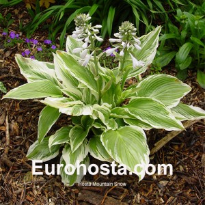 Hosta Mountain Snow