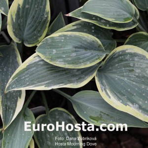 Hosta Mourning Dove