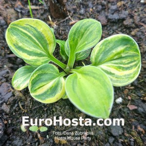 Hosta Mouse Party