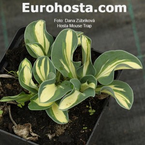 Hosta Mouse Trap