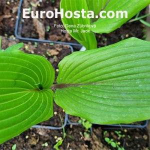 Hosta  Mr Jack