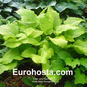 Hosta Maya Swingtime