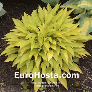 Hosta Munchkin Fire