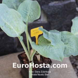 Hosta Mystic Star - Eurohosta 