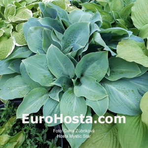 Hosta Mystic Star