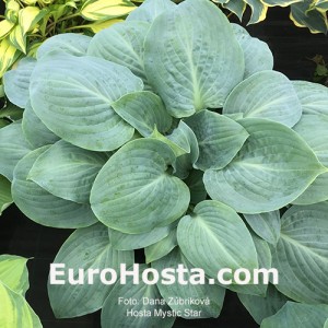 Hosta Mystic Star