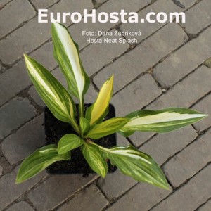 Hosta Neat Splash