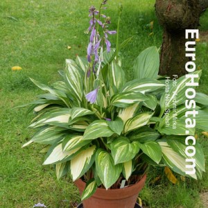 Hosta Neat Splash