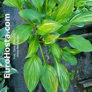 Hosta Neat Splash