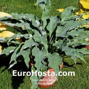 Hosta Neptune - Eurohosta