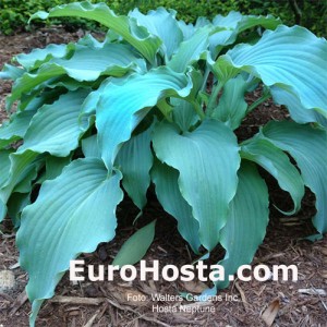 Hosta Neptune