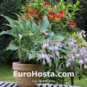 Hosta Neptune - Eurohosta