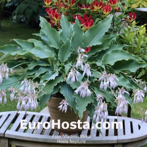 Hosta Neptune - Eurohosta