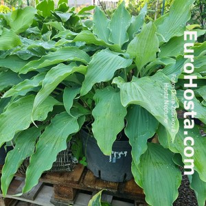 Hosta Neptune