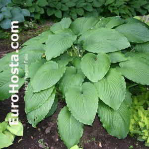 Hosta Niagara Falls