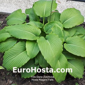 Hosta Niagara Falls