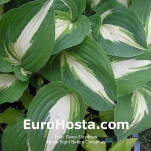 Hosta Night Before Christmas - Eurohosta