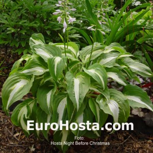 Hosta Night Before Christmas - Eurohosta