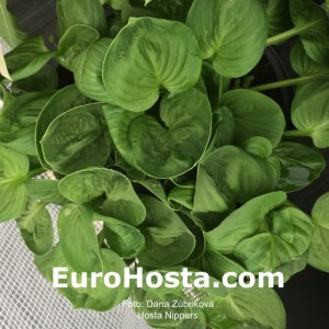 Hosta Nippers - Eurohosta