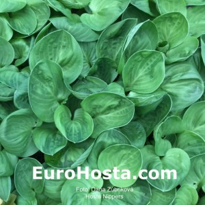 Hosta Nippers - Eurohosta