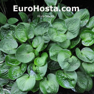 Hosta Nippers - Eurohosta