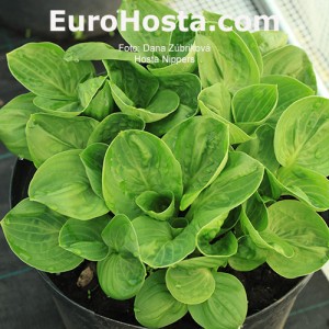 Hosta Nippers - Eurohosta