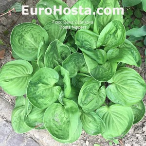 Hosta Nippers - Eurohosta