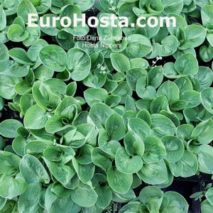 Hosta Nippers