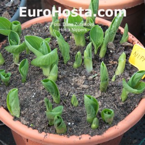 Hosta Nippers