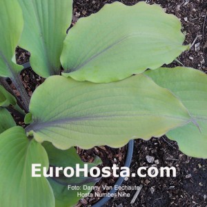 hosta Number Nine