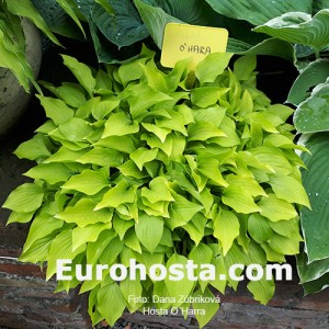 Hosta O'Harra