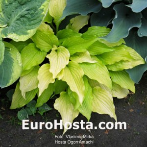 Hosta Ogon Amachi 