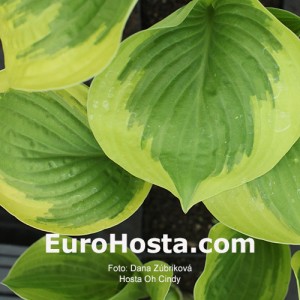 Hosta Oh Cindy