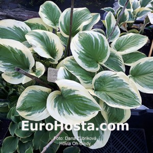 Hosta Oh Cindy