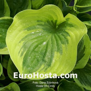 Hosta Oh Cindy