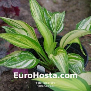 Hosta Oil Paint - Eurohosta