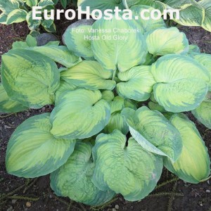 Hosta Old Glory - Eurohosta