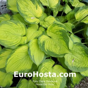 Hosta Old Glory - Eurohosta