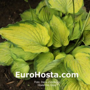 Hosta Old Glory - Eurohosta