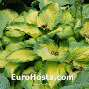 Hosta Old Glory - Eurohosta