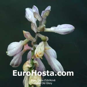 Hosta Old Glory - Eurohosta