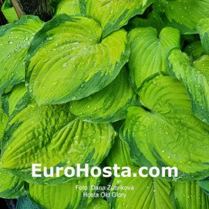 Hosta Old Glory - Eurohosta
