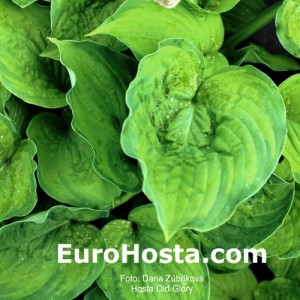 Hosta Old Glory - Eurohosta